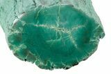 Rare, Green, Chromium-Rich Petrified Wood Limb - Arizona #269620-1